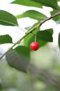 Berry cherry on a branch Stock Photos