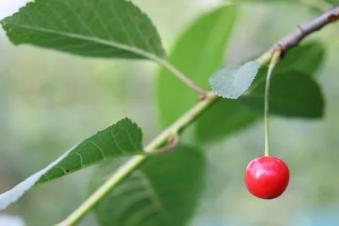 Berry cherry on a branch Stock Photos