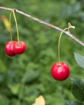 Berry cherry Stock Photos
