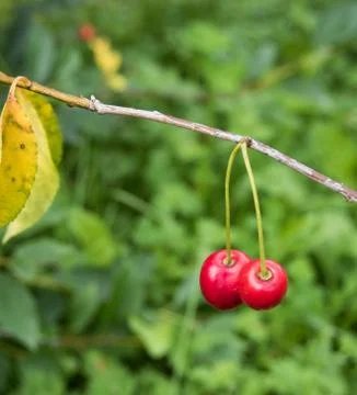 Berry cherry Stock Photos