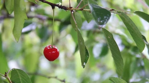 Berry cherry in the rain Stock Footage 60804643