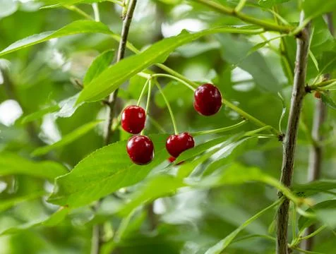 Berry cherry on a tree in the garden Stock Photos