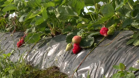 Berry close-up Stock Footage 328457166