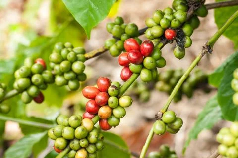 Berry coffee Stock Photos