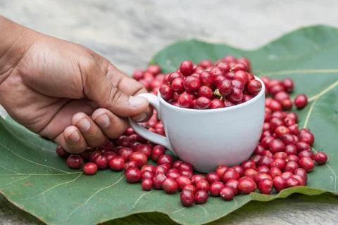 Berry coffee Stock Photos