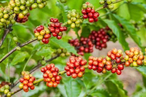 Berry coffee Stock Photos