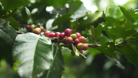 Berry coffee on tree, Coffee fruit may associated with several health benefits Stock Footage 174679375