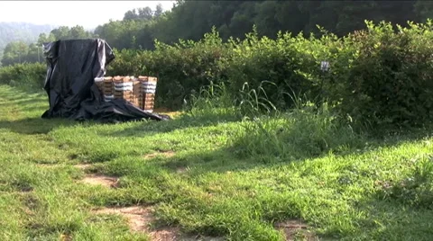 Berry crates in field Stock Footage 918365