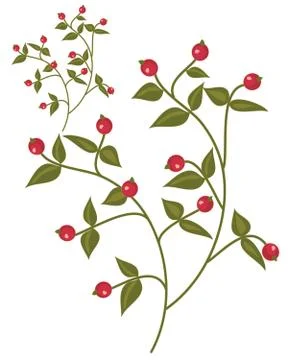 Berry design Stock Illustration