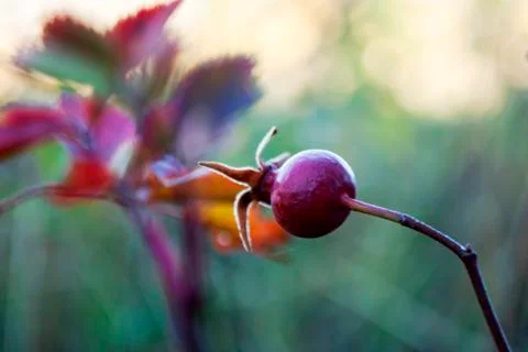 Berry in the fall Stock Photos