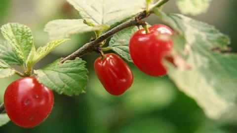 Berry. Felt cherry. The hand picks a cherry. Close-up. Stock Footage 164180628