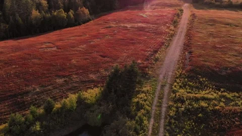 Berry Fields in the Fall 스톡 동영상 145785462