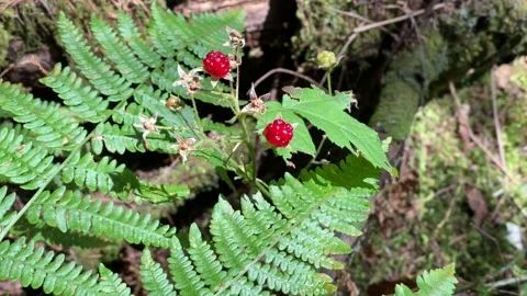Berry Stock Footage 135707248