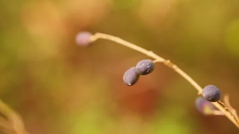 Berry Stock Footage 143617083
