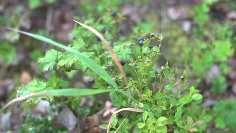 Berry 動画素材 170059634