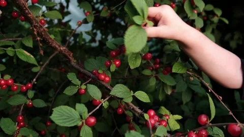 Berry Stock Footage 246634161