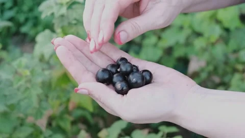 Berry Stock Footage 246634167