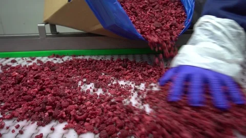 Berry freezing workshop Stock Footage 114568305