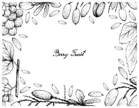 Berry Fruit, Illustration Frame of Hand Drawn Sketch of Ampelocissus Latifoli Stock Illustration