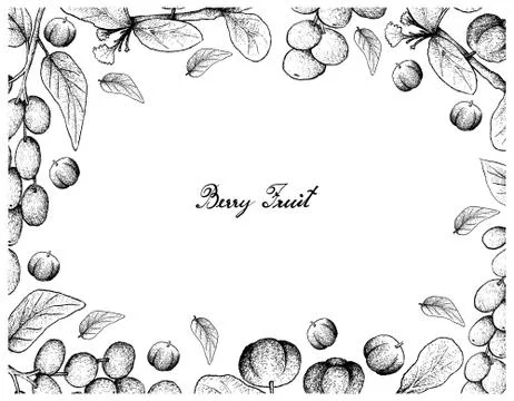 Berry Fruit, Illustration Frame of Hand Drawn Sketch of Antidesma Ghaesembill Stock Illustration