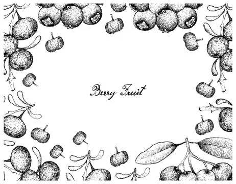 Berry Fruit, Illustration Frame of Hand Drawn Sketch of Blue Lilly Pilly or S Stock Illustration
