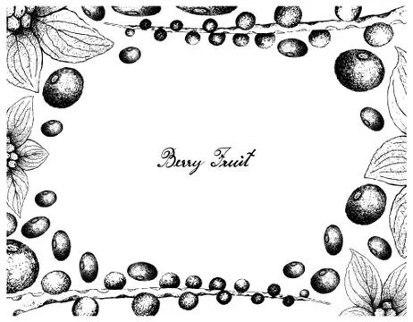 Berry Fruit, Illustration Frame of Hand Drawn Sketch of Acai Berries or Euter Stock Illustration