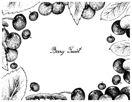 Berry Fruit, Illustration Frame of Hand Drawn Sketch of Acai Berries or Euter Stock Illustration