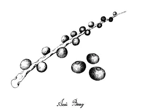 Berry Fruit, Illustration Hand Drawn Sketch of Acai Berries or Euterpe Olerac Stock Illustration