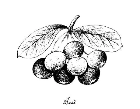 Berry Fruit, Illustration Hand Drawn Sketch of Acai Berries or Euterpe Olerac Stock Illustration