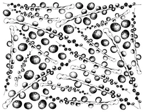 Berry Fruit, Illustration Wallpaper Background of Hand Drawn Sketch of Acai B Stock Illustration