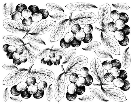 Berry Fruit, Illustration Wallpaper Background of Hand Drawn Sketch of Acai B Stock Illustration