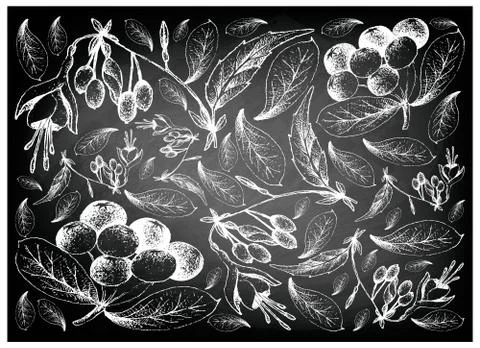 Berry Fruit, Illustration Wallpaper Background of Hand Drawn Sketch of Acai B Stock Illustration