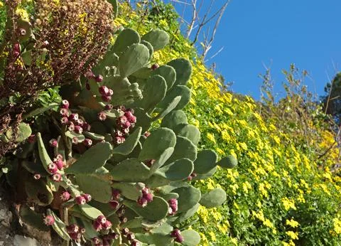Berry, fruit of opuntia cactus on rock. Yellow and green flowers. Sunny day and Photos
