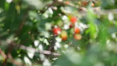 Berry fruit tree. Cherry. Stock Footage 115327651