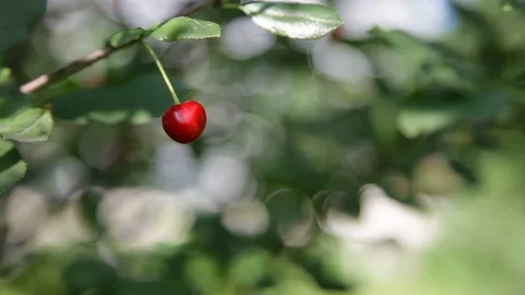 Berry fruit tree. Stock Footage 115327541