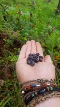 Berry on hand Stock Photos
