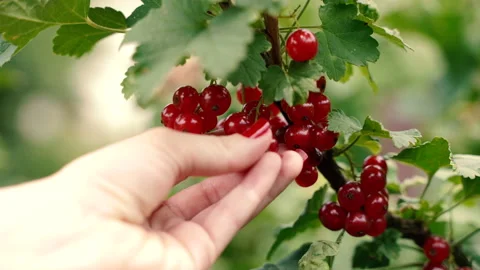 Berry. A hand picks a red currant from a branch. Close-up. Stock Footage 164180723
