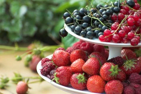 Berry Harvest 2 Stock Photos