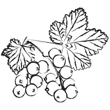 Berry Stock Illustration