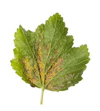 Berry infected leaf Stock Photos