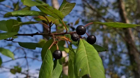 Berry-laden branch Stock-Footage 344479959