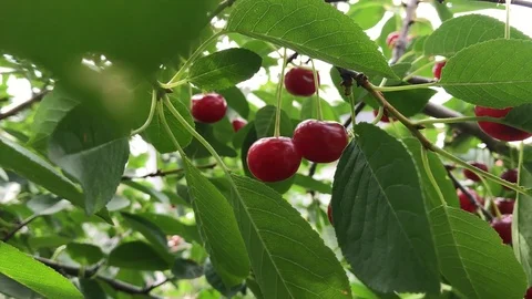 Berry - merry - cherry (cherries) Stock Footage 93112813