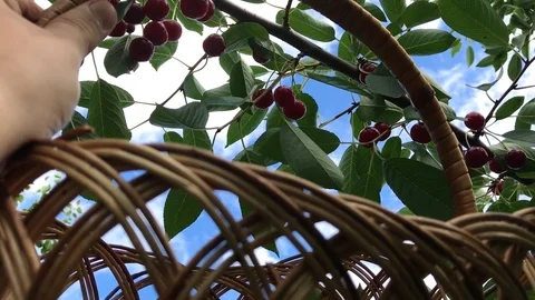 Berry - merry - cherry (cherries) Stock Footage 93112820