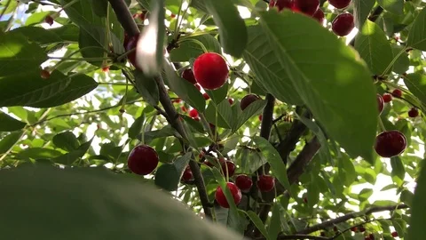 Berry - merry - cherry (cherries) Stock Footage 93112831
