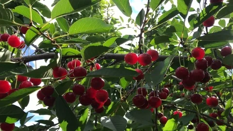 Berry - merry - cherry (cherries) Stock Footage 93112836