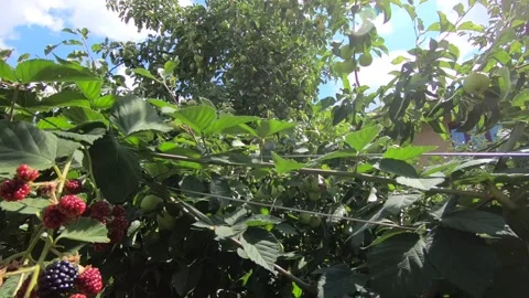 Berry in the palm. Stock Footage 141126906