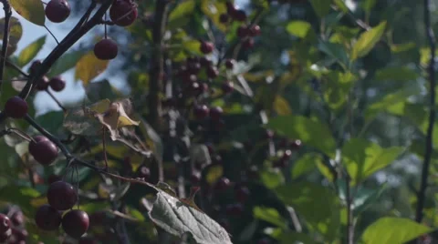 Berry Pan Stock Footage 41796436