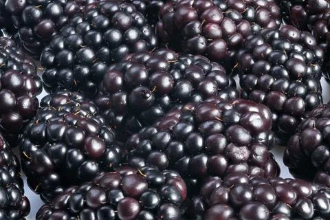 Berry pattern clear, High contrast blackberry display, Sharply focused berries a 写真素材