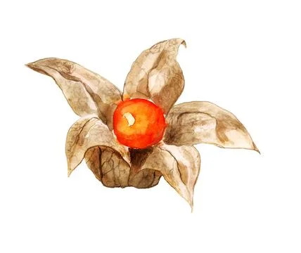 Berry of physalis Stock Illustration