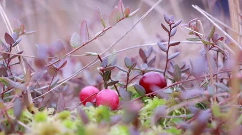 Berry picker picking cranberries at a bog Stock Footage 56613247